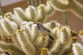 cactus wren bird wildlife nature desert