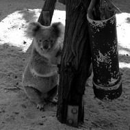 koala in the zoo