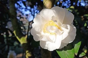 white delicate japanese camellia