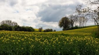 landscape meadow sky