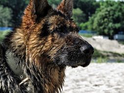 wet german shepherd on the beach