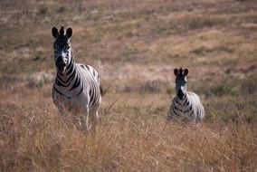 two zebras in the wild nature