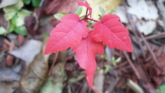 picture of the red maple leaves
