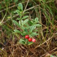 cowberry finnish berries