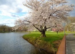 spring in a park in new jersey