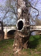 large natural hollow in a tree