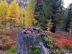 autumn colours south