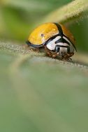 yellow ladybug