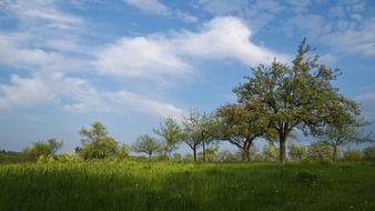 Green trees on the meadow