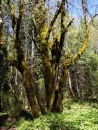 unusual green tree in the moss