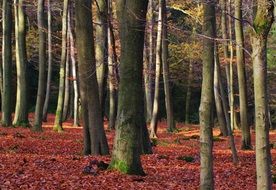 colorful autumn in the forest