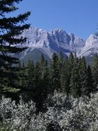 forest near mountains in canada, canmore, alberta