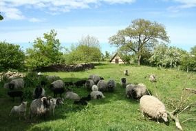 sheeps on pasture