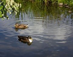ducks in pond