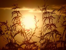 grass silhouettes at sunset