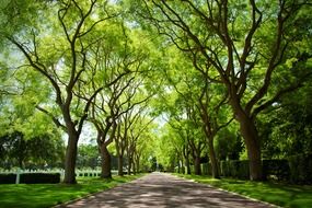 alley with green trees