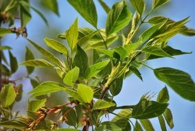 green foliage tree