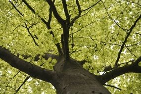 big tree with bright green crowns