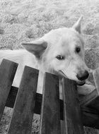 dog laying on beach at bench