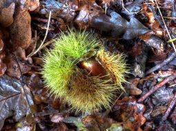 green prickly chestnut on autumn foliage close-up