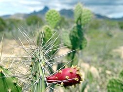 fruit on a prickly cactus