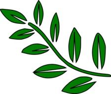 drawing of green fern leaves