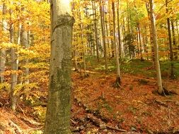 forest autumn landscape