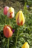 spring garden tulips close-up