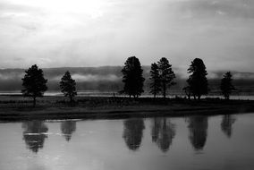 black and white photo of trees near the lake