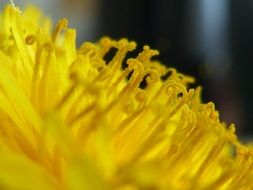 yellow pollen on a flower close up