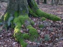 green moss at the bottom of the tree
