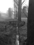 trees bridge