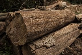 wood logs as timber