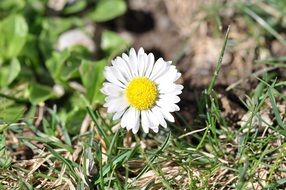 white geese flower