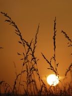 summer sunset from behind the grass