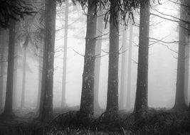 Mystical mood in autumnal forest