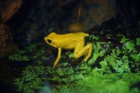 yellow frog in wildlife