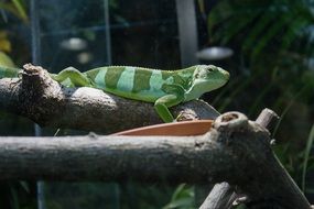 iguana is a green reptile