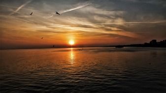 seagulls over the ocean at sunset