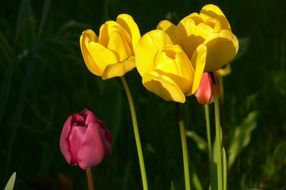 picture of the yellow and pink flowers