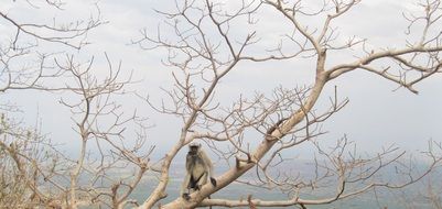 monkey sits on branch of big dry tree