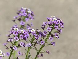 purple doldiger cress