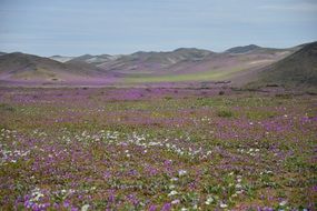 beautiful flowering hills