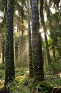 trunks tree in a green forest