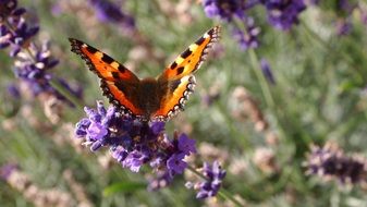 very beautiful butterfly on the lavender flowers