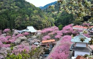 panorama of the city of oita in cherry blossom