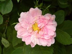 pale pink rose hip flower