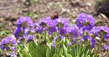 butterfly on a bush with purple flowers close-up on blurred background