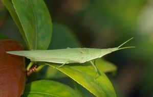 macro image of green long headed locust