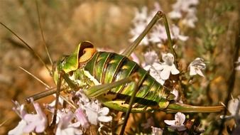 huge green grasshopper on a flowering plant